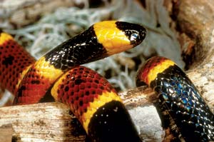 
The small and relatively mild-mannered eastern coral snake packs a potent bite, one that's potentially deadly to humans. It can be distinguished from nonvenomous look-alikes through which colors touch each other: "red touch yellow, kills a fellow."
